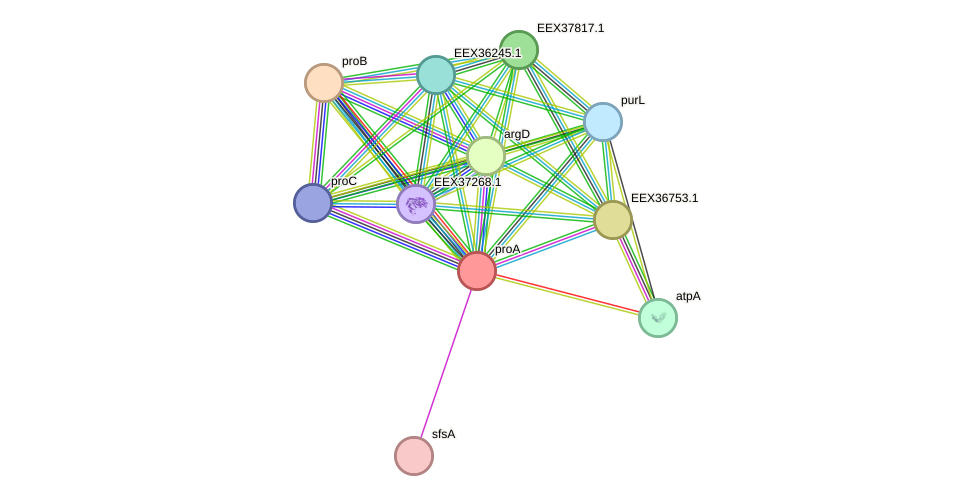STRING protein interaction network