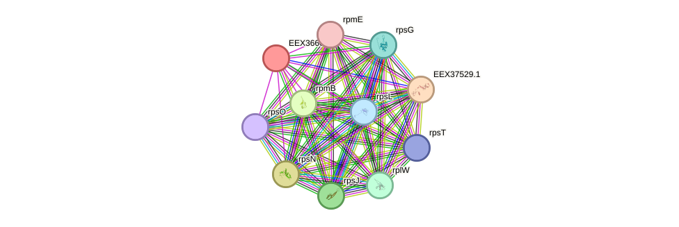 STRING protein interaction network