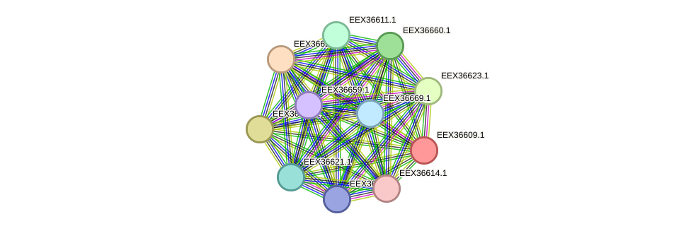 STRING protein interaction network