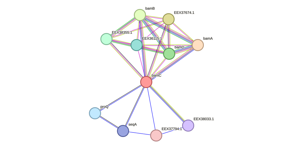 STRING protein interaction network