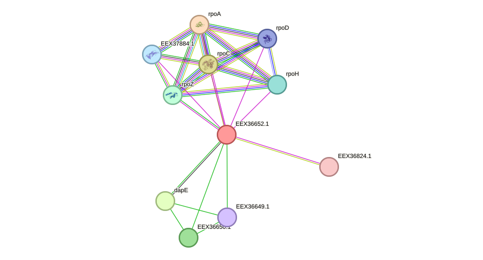 STRING protein interaction network
