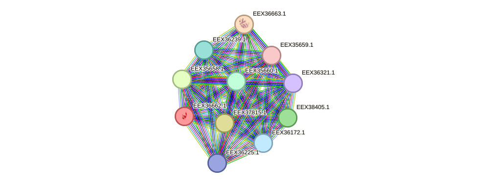 STRING protein interaction network