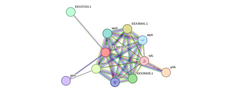 STRING protein interaction network