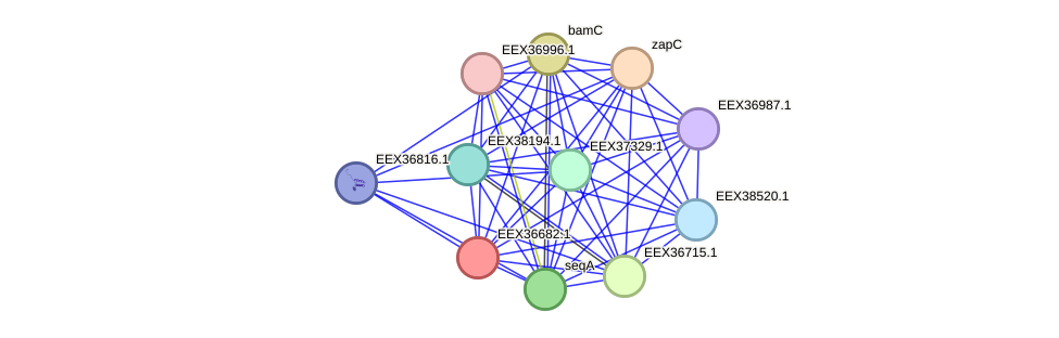 STRING protein interaction network