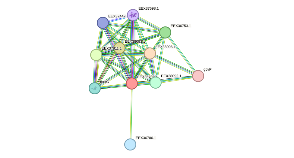 STRING protein interaction network