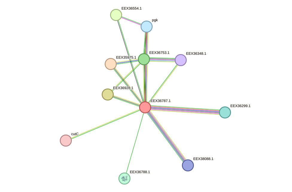 STRING protein interaction network