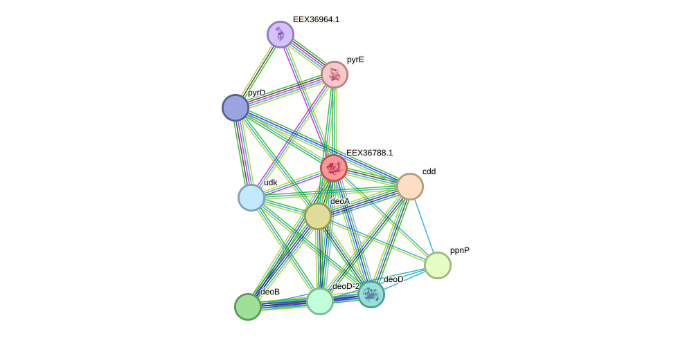 STRING protein interaction network