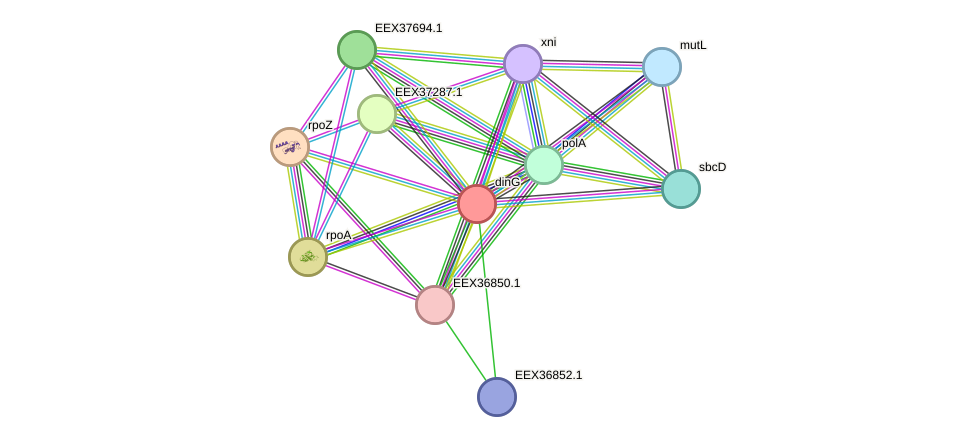STRING protein interaction network