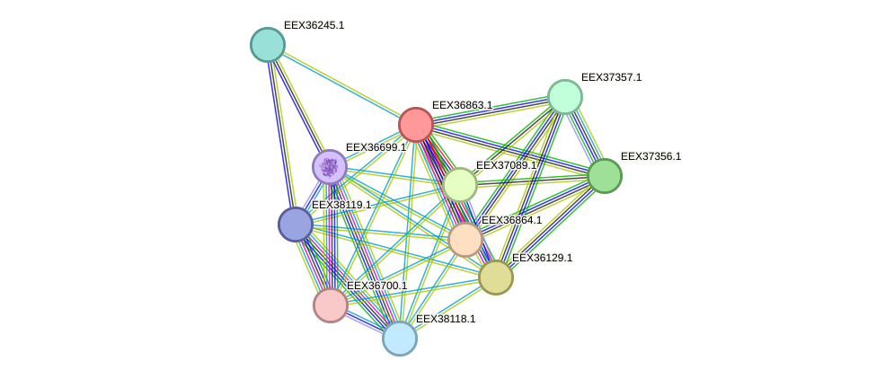 STRING protein interaction network