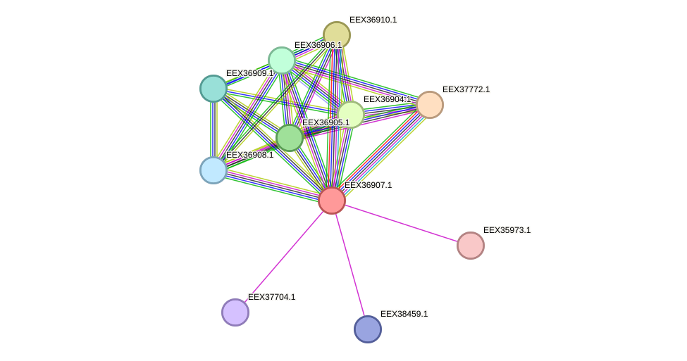 STRING protein interaction network