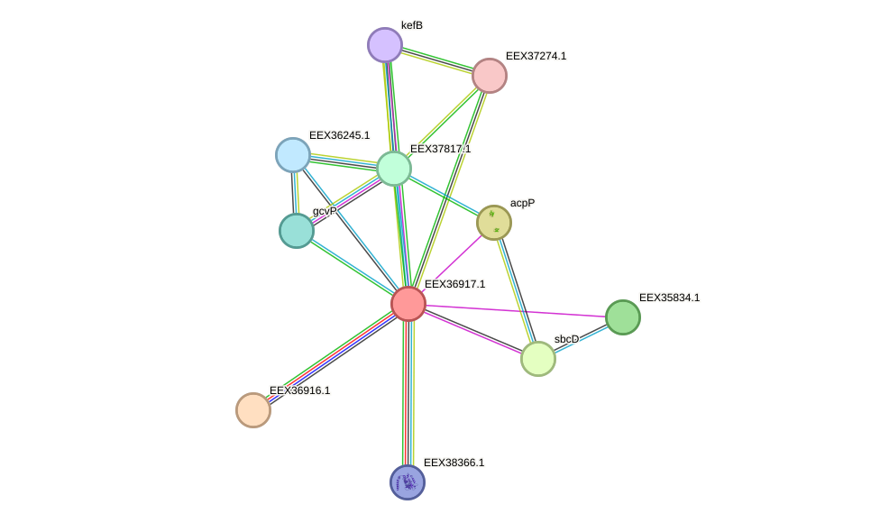 STRING protein interaction network