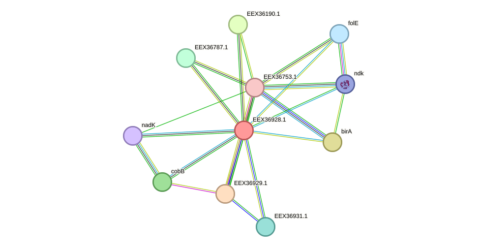 STRING protein interaction network
