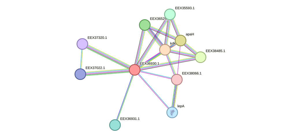 STRING protein interaction network