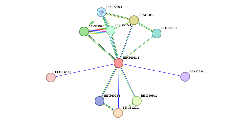 STRING protein interaction network