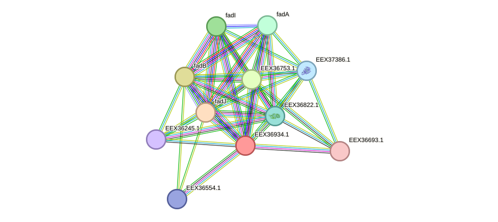 STRING protein interaction network