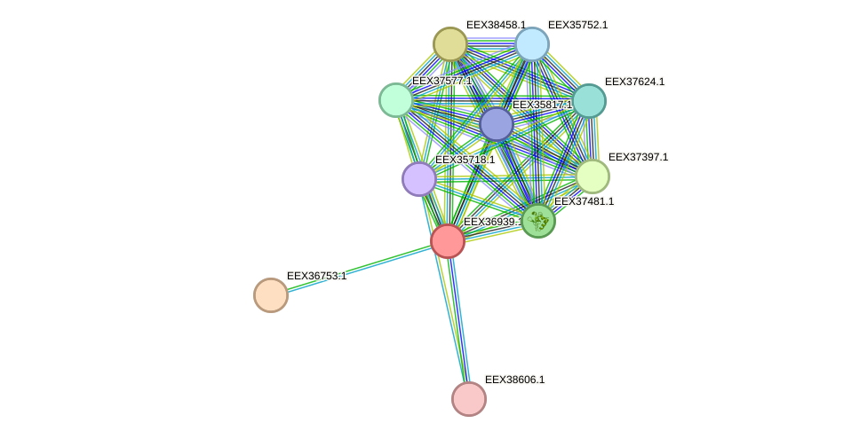 STRING protein interaction network