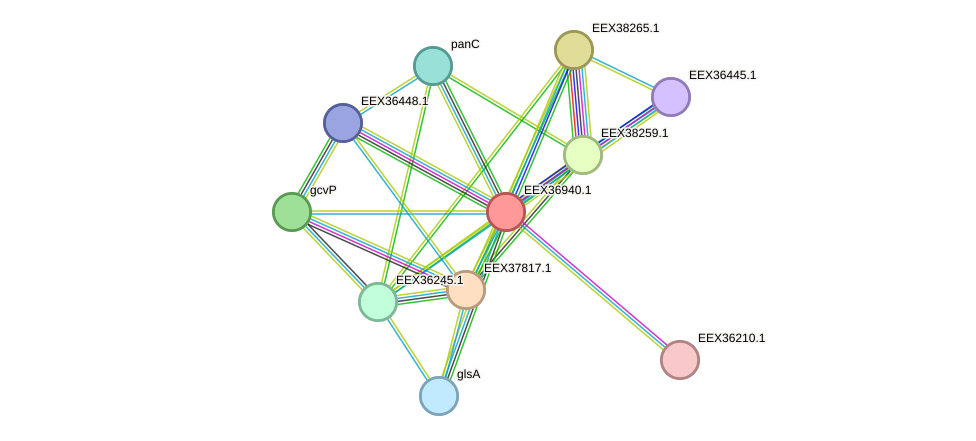 STRING protein interaction network