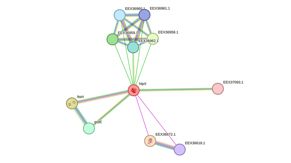 STRING protein interaction network