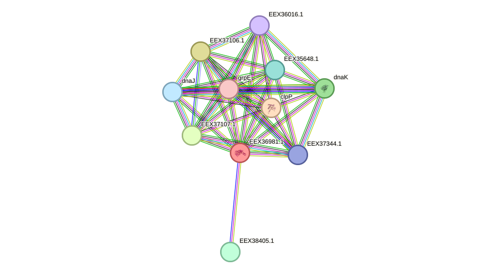 STRING protein interaction network