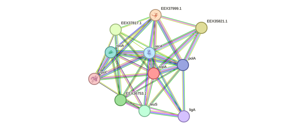 STRING protein interaction network