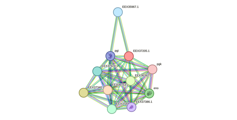 STRING protein interaction network