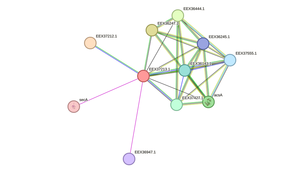 STRING protein interaction network