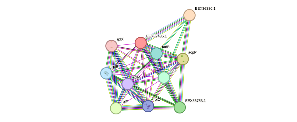 STRING protein interaction network