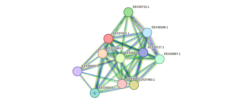 STRING protein interaction network