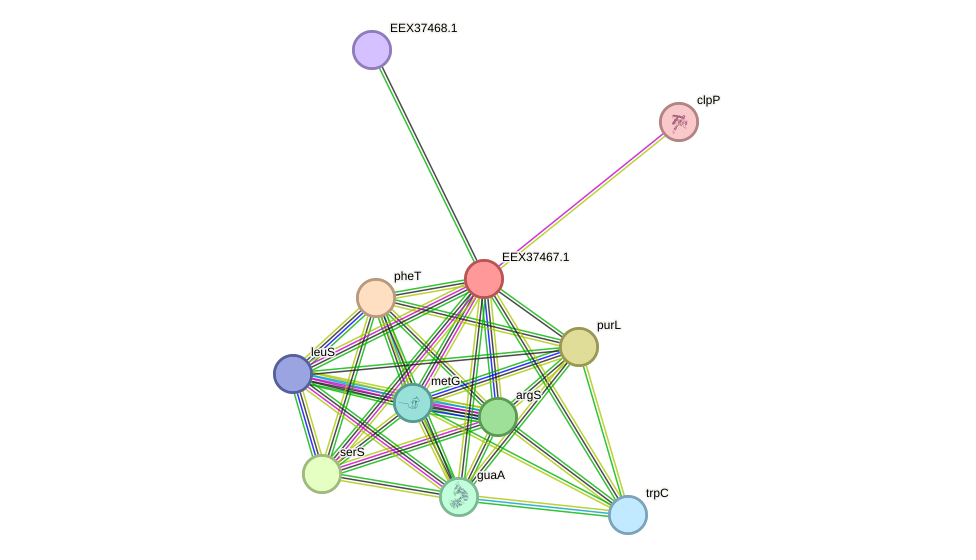 STRING protein interaction network