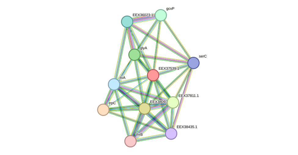 STRING protein interaction network