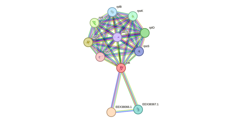 STRING protein interaction network