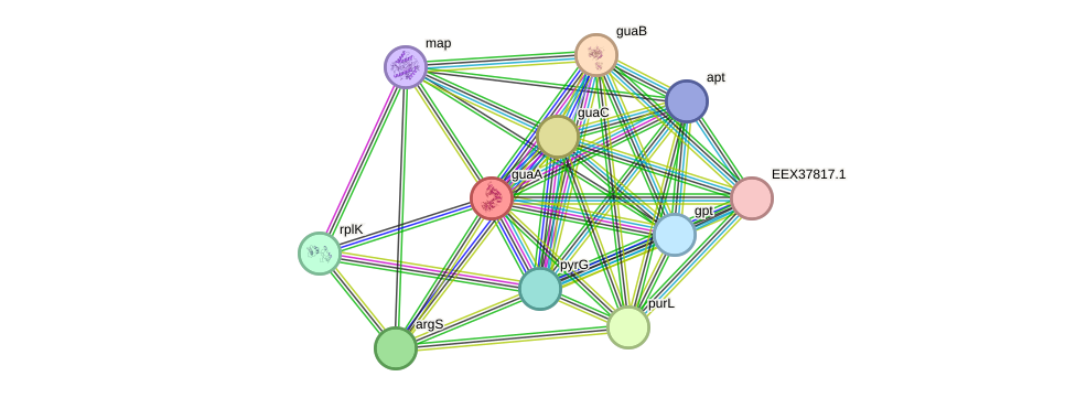 STRING protein interaction network