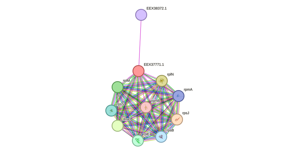 STRING protein interaction network