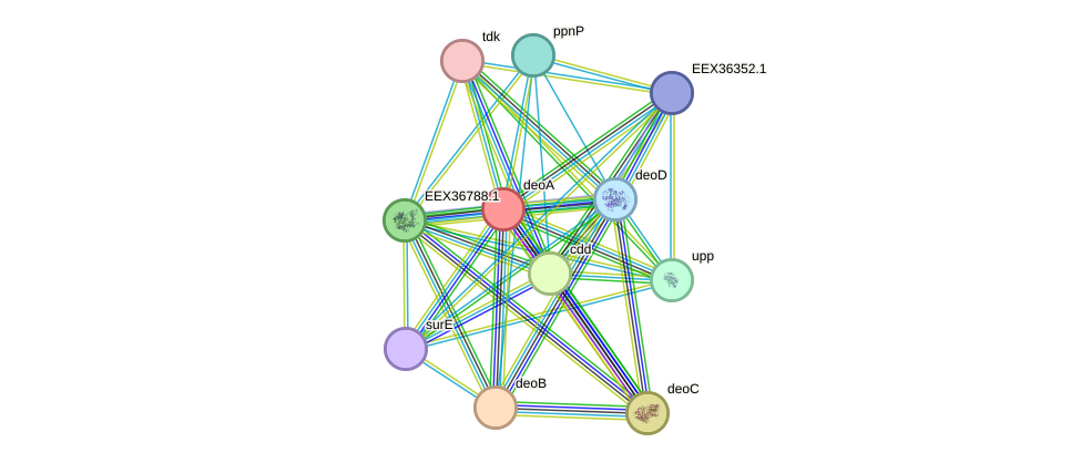 STRING protein interaction network