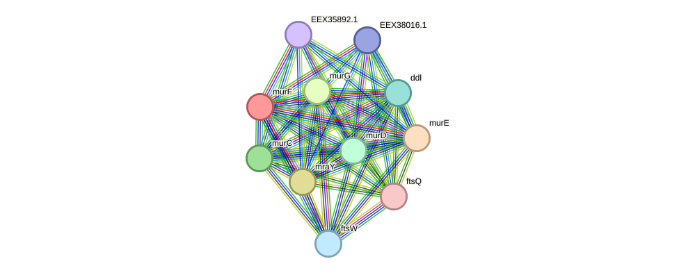 STRING protein interaction network