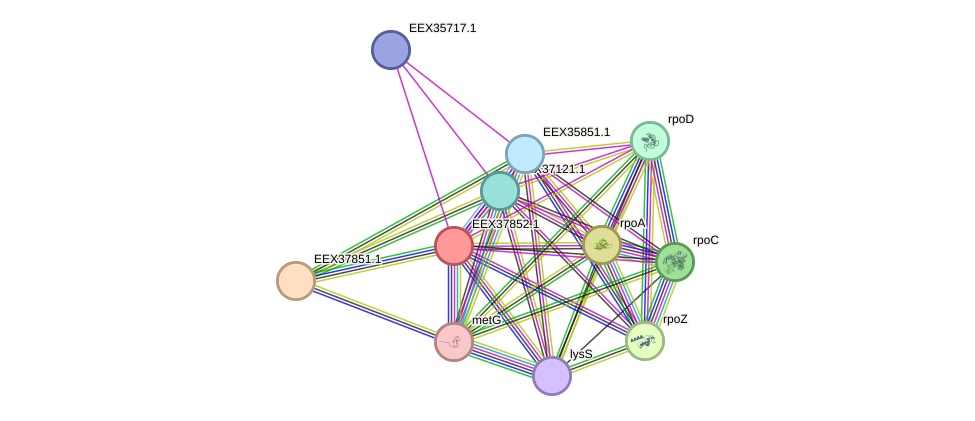 STRING protein interaction network
