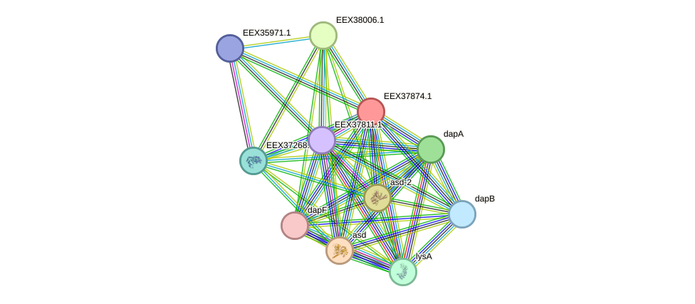 STRING protein interaction network
