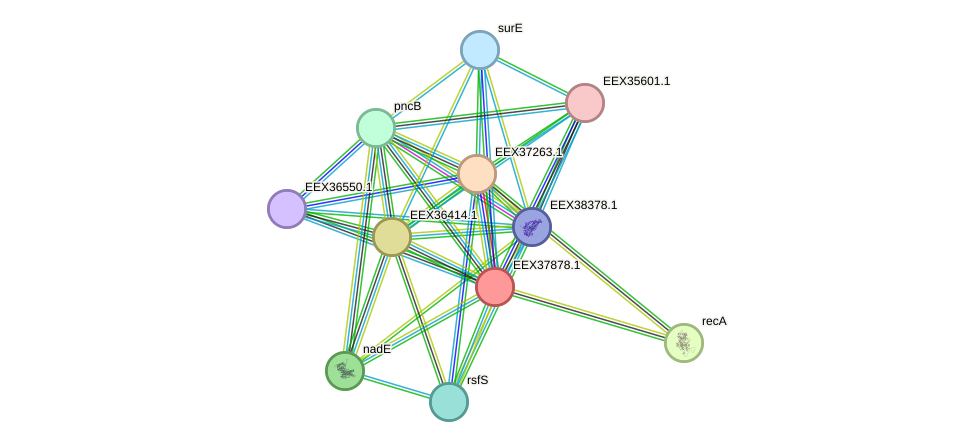 STRING protein interaction network