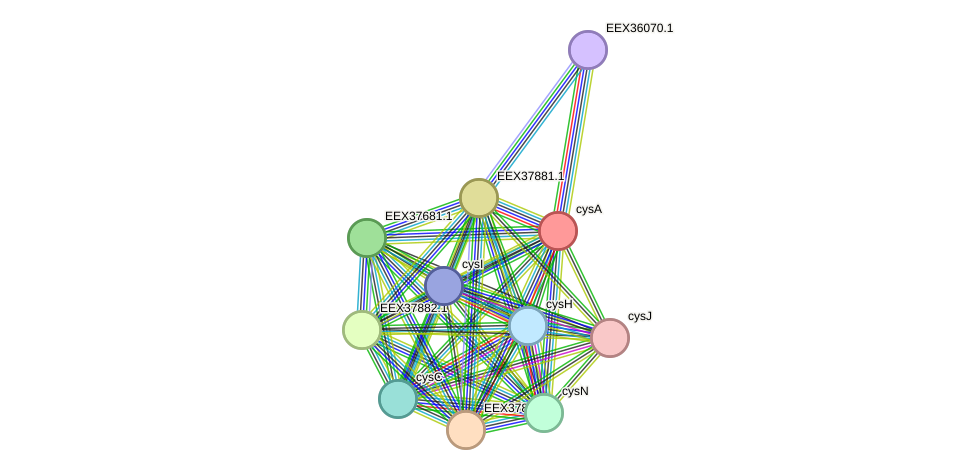 STRING protein interaction network