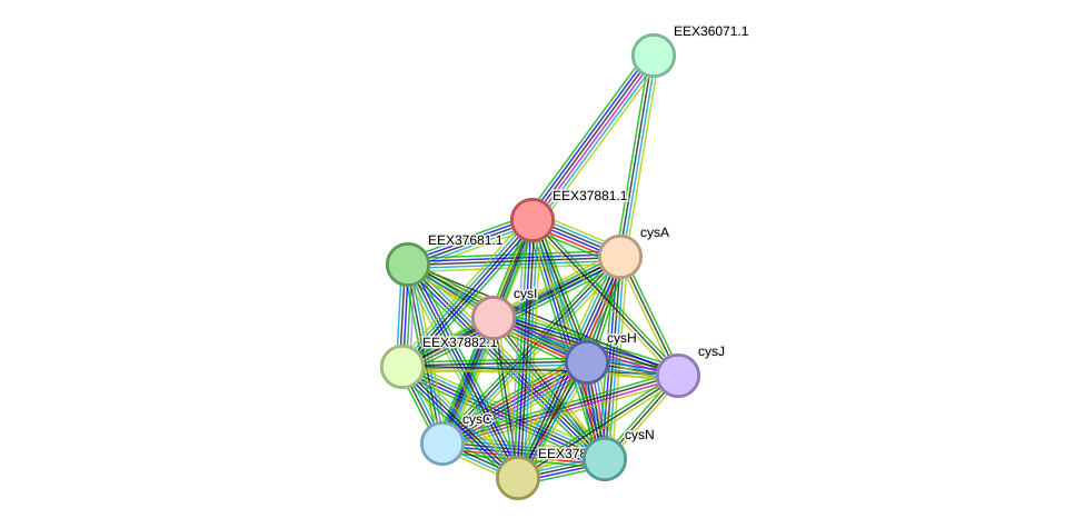 STRING protein interaction network