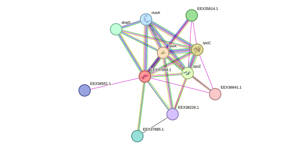 STRING protein interaction network