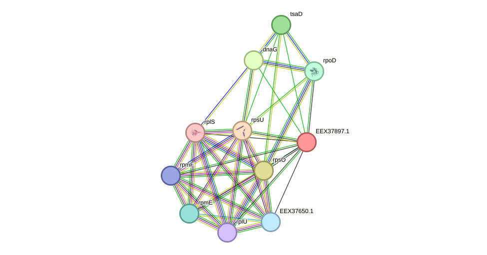 STRING protein interaction network