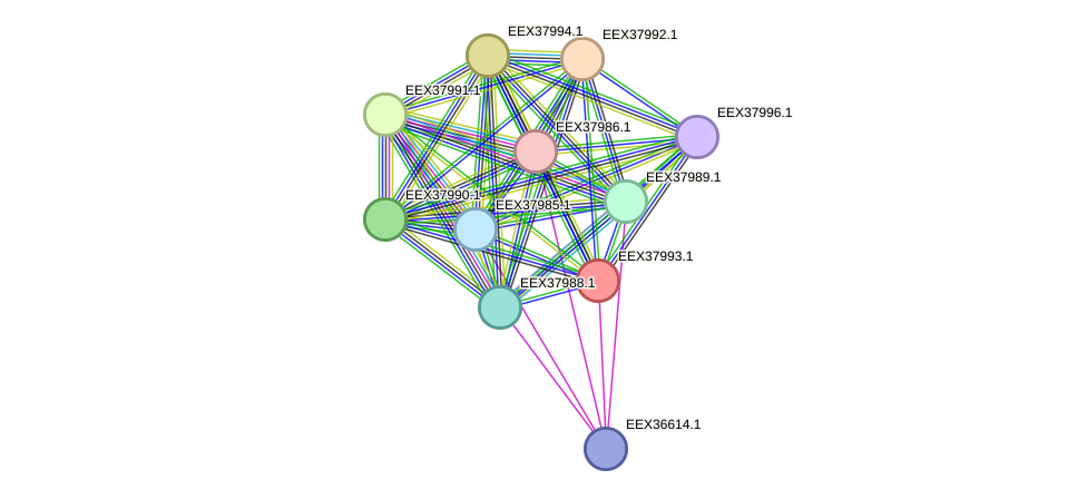STRING protein interaction network
