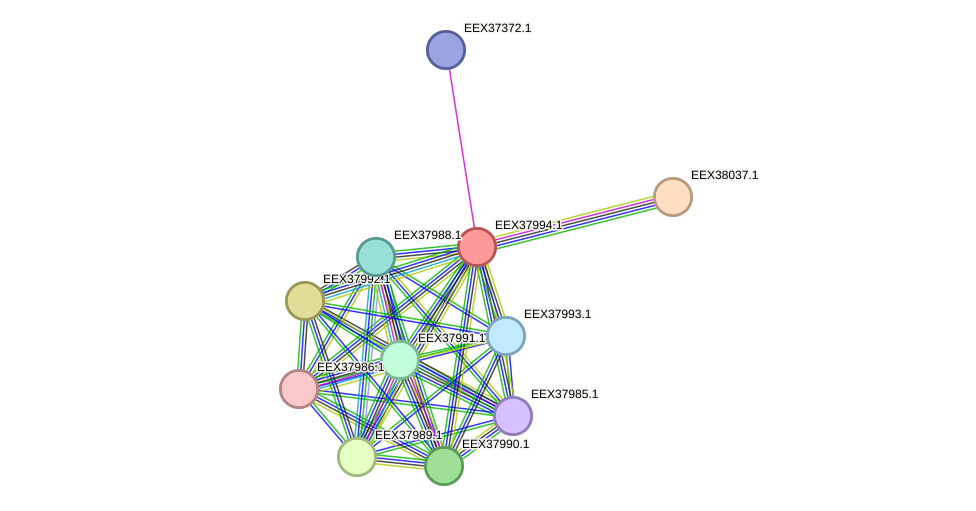 STRING protein interaction network