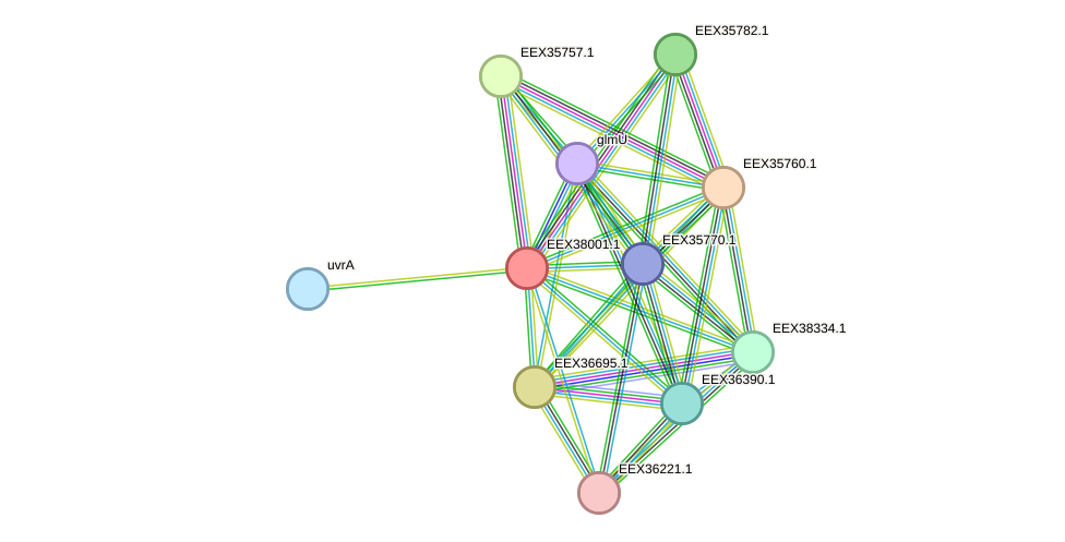 STRING protein interaction network