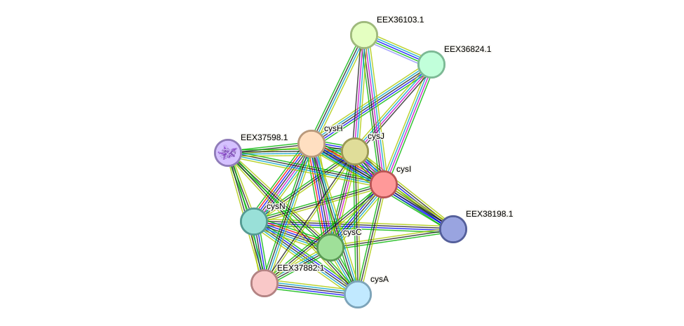 STRING protein interaction network