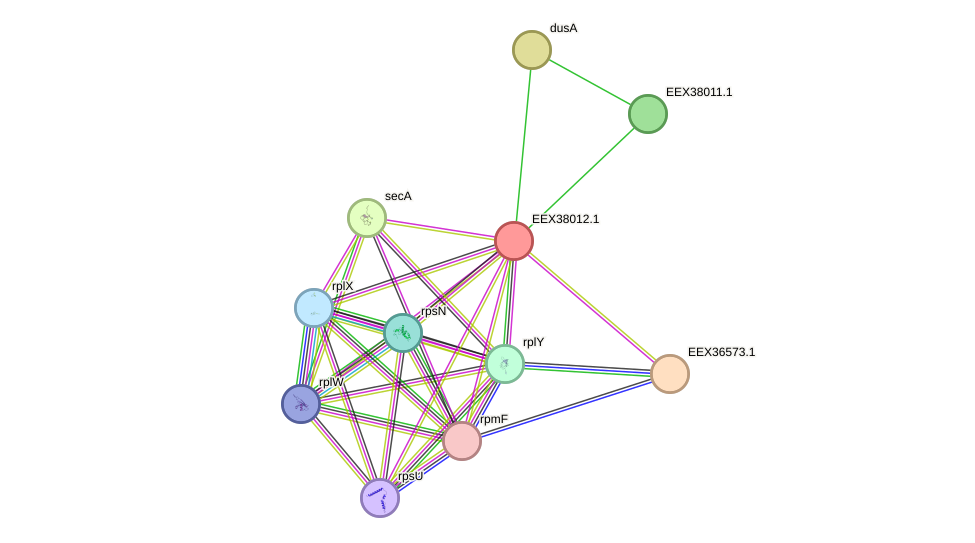 STRING protein interaction network