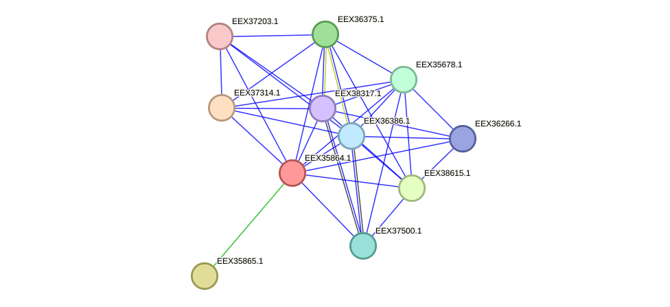 STRING protein interaction network