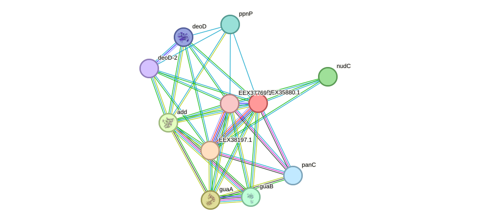 STRING protein interaction network