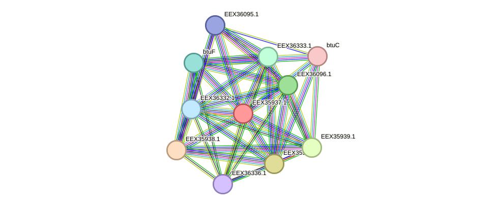 STRING protein interaction network